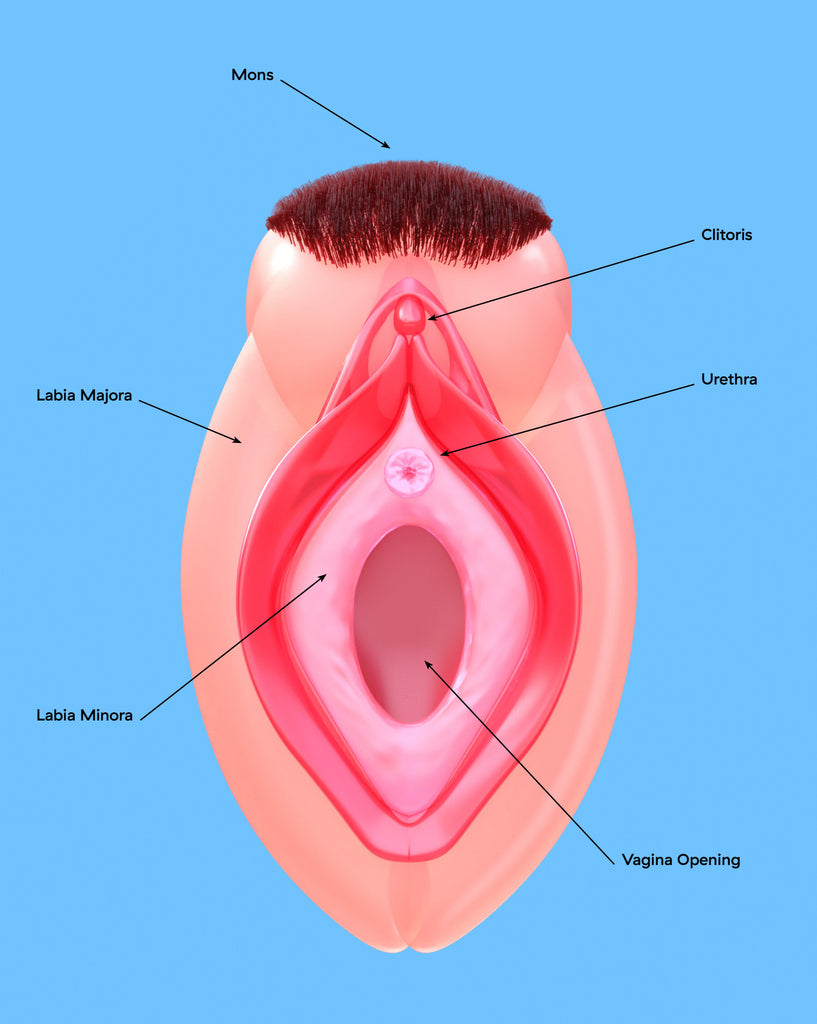 vulva diagram